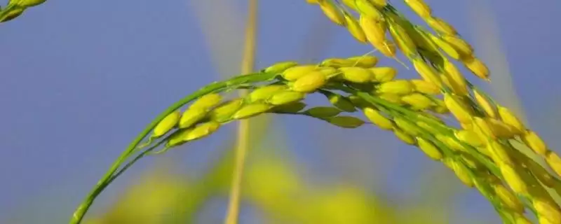 淮糯51水稻种子每亩栽插1.8万穴要点(淮糯51水稻种子每亩栽插1.8万穴要点)？-会东网