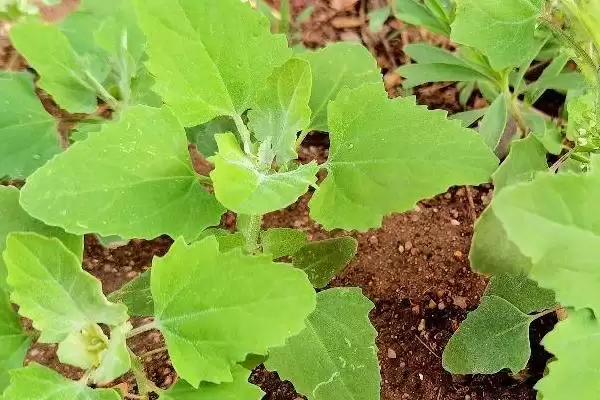图片[3]-鹅不能吃的植物种类情况(鹅不能吃什么植物，不能吃臭椿叶、灰灰菜、楝树叶等)？-会东网