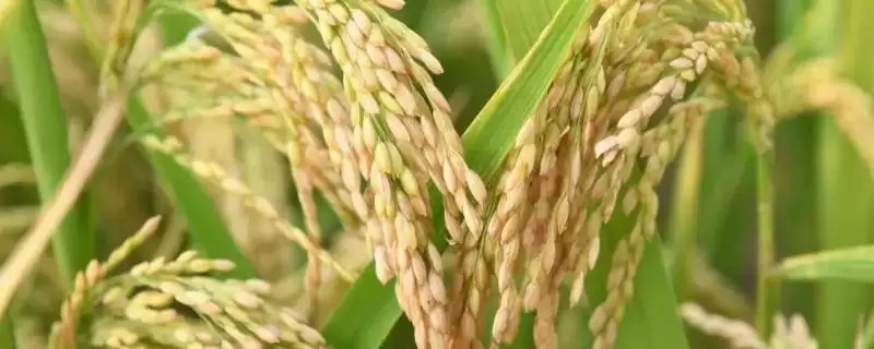 鸡西稻1号水稻品种4月中旬播种要点(鸡西稻1号水稻品种4月中旬播种要点)?-会东网