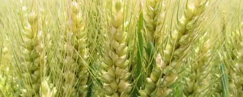 华麦10号小麦种情况、抗病能力(华麦10号小麦种简介,中抗赤霉病)?-会东网