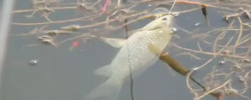 秋钓鲫鱼适宜水深介绍(秋钓鲫鱼水深1-2米比较好)?-会东网