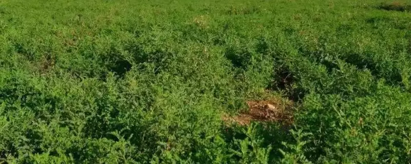黄芪的管理方法相关要点(黄芪的管理方法,幼苗期至少要间苗2次)?-会东网
