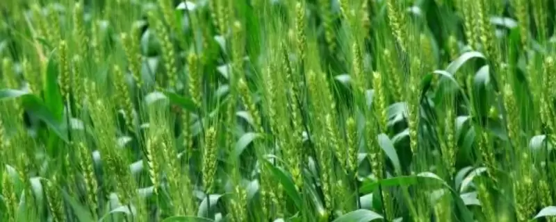 新麦56小麦种子特征特性与熟期对比(新麦56小麦种子特征及熟期对比)?-会东网