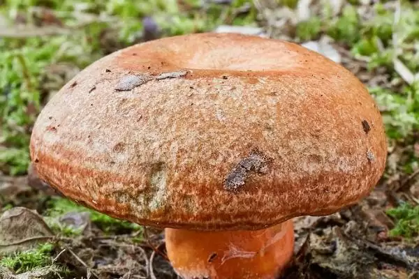 图片[8]-湖北荆州特产有荆州八宝饭等相关介绍(湖北荆州特产有荆州八宝饭等介绍)？-会东网