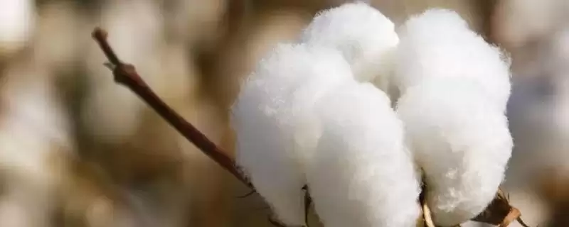 鲁棉2387棉花种子抗病特性(鲁棉2387高抗枯萎病病指0.9)?-会东网