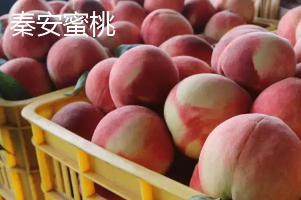 图片[2]-甘肃省天水市的特产水果种类(甘肃省天水市有哪些特产水果，包括秦安蜜桃、秦安苹果、麦积核桃等种类)？-会东网