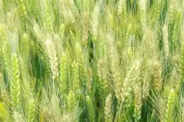 图片[4]-华麦8号小麦品种特性、有效穗数(华麦8号小麦品种的特性，每亩有效穗33.2万)？-会东网