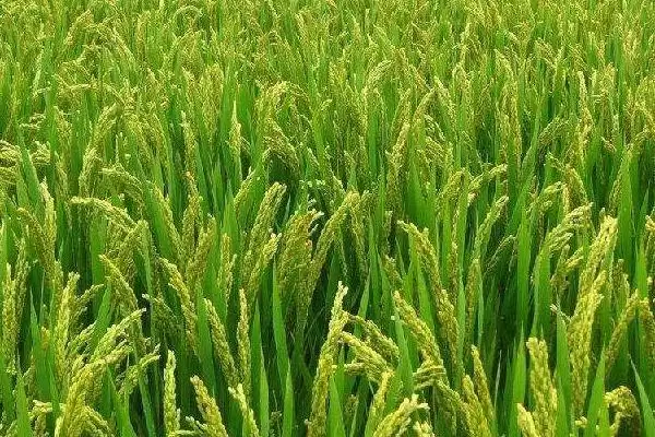 图片[2]-苯两优3113水稻种子特征特性及播种量(苯两优3113水稻种子特性与秧田播种量)？-会东网