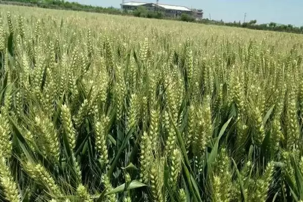 图片[4]-中科糯麦258小麦种简介与病虫害防治(中科糯麦258小麦种简介及病虫害防治)？-会东网