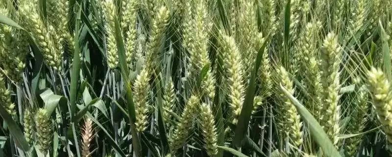 兆育麦13小麦品种简介与适宜播期(兆育麦13小麦品种简介及适宜播期)？-会东网