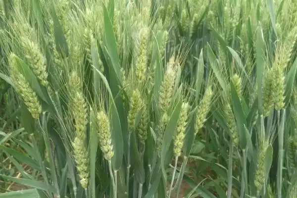 图片[2]-扬江麦586小麦品种简介与抗黄花叶病(扬江麦586小麦品种简介及抗黄花叶病)？-会东网