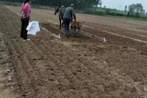 图片[2]-小麦播种后能否马上浇水及原因分析(小麦播种后能马上浇水吗及原因)？-会东网