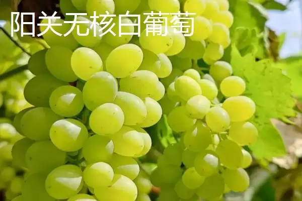 图片[11]-甘肃省天水市的特产水果种类(甘肃省天水市有哪些特产水果，包括秦安蜜桃、秦安苹果、麦积核桃等种类)？-会东网