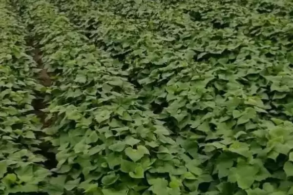 图片[7]-秋天红薯管理要点(秋天红薯封垄后做好提蔓采梢工作)？-会东网