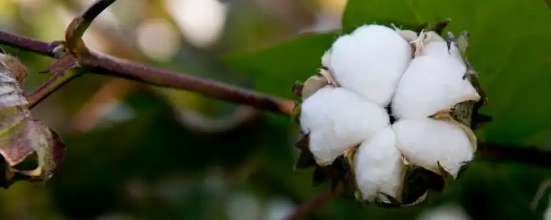 锦科707棉花种子特征特性、播种时间(锦科707棉花种子特征特性，育苗移栽5月上旬播种)？-会东网