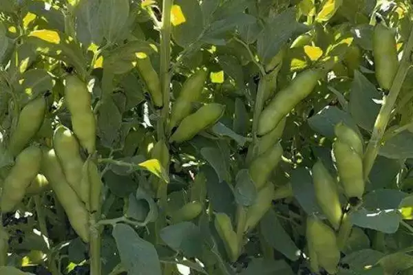 图片[6]-蚕豆播种后需及时灌溉(蚕豆种植灌溉有何重要性)？-会东网