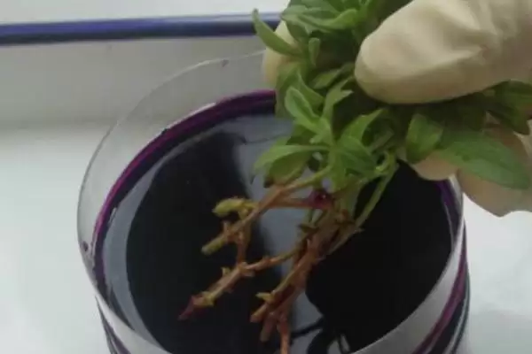 图片[2]-高锰酸钾在养花中是一种强氧化剂(高锰酸钾在养花中作为强氧化剂有何作用)？-会东网