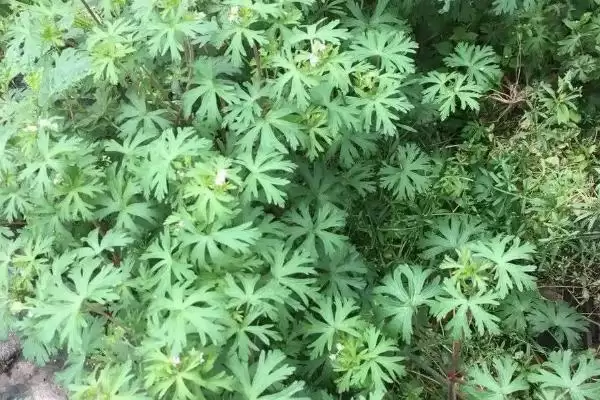 图片[3]-野老鹳草发生特点及与植物竞争情况(野老鹳草的发生特点及与植物竞争情况)？-会东网