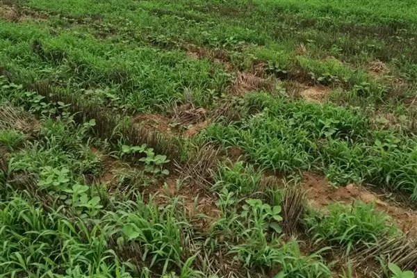 图片[6]-夏大豆高产方法及30厘米行距点播要点(夏大豆如何高产及点播要点)？-会东网