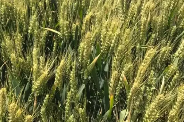 图片[3]-存麦18号小麦品种特性、所属类型(存麦18号小麦品种的特性，半冬性品种)？-会东网
