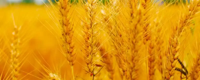 邯麦13号小麦种子特征特性、适宜播期(邯麦13号小麦种子特征特性,适宜播种期10月5-15日)?-会东网