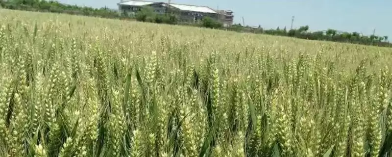 川麦56小麦种子特性、小穗密度(川麦56小麦种子特征特性,小穗密度中等)?-会东网