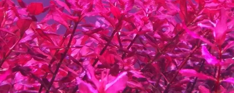 红蝴蝶水草养殖难度相关情况(红蝴蝶水草好不好养,栽培有一定难度)?-会东网