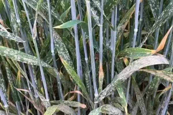 图片[3]-小麦病虫害种类及不同症状详细介绍(小麦病虫害有哪些及症状)？-会东网