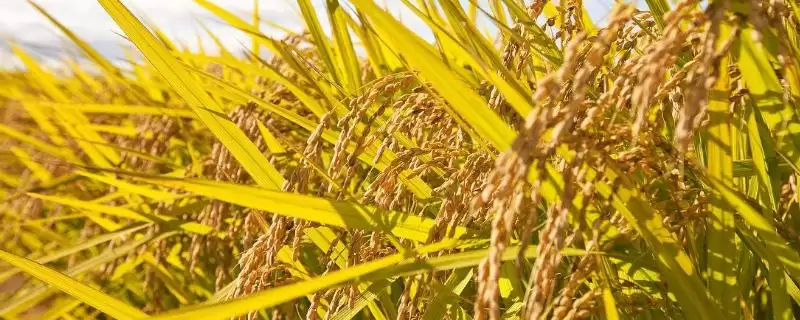 光明糯1号水稻品种中抗稻瘟病(光明糯1号水稻品种中抗稻瘟病有多厉害)?-会东网