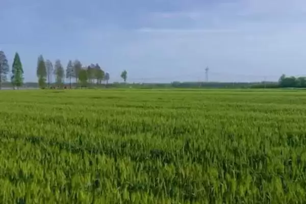 图片[4]-石麦22特征特性介绍(石麦22株型偏松散分蘖能力强)？-会东网