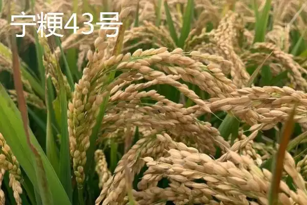 图片[2]-好吃的粳稻品种申优26符合国标一级优质米详情(好吃的粳稻品种申优26国标一级优质米详情)？-会东网