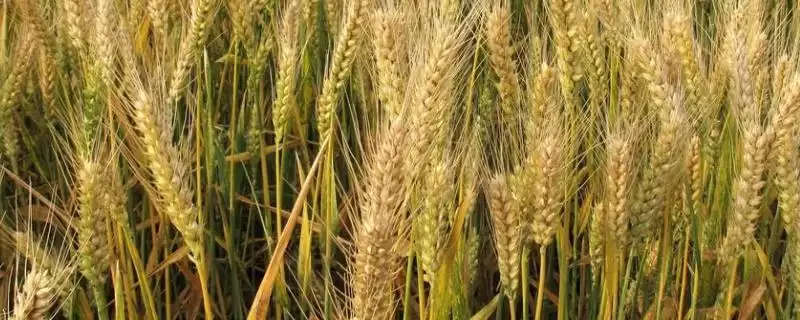 菏麦32小麦种子特征特性、播种要求(菏麦32小麦种子特征特性,推行足墒播种)?-会东网