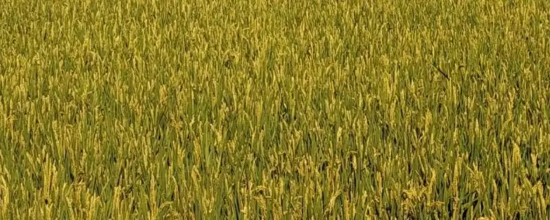 春9两优0822水稻品种每亩有效穗数15.3万穗(春9两优0822水稻品种每亩有效穗数有何意义)?-会东网