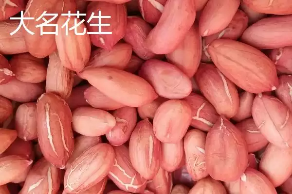 图片[5]-河北大名县的特产相关情况(河北大名县的特产，大蒜种全国驰名)？-会东网