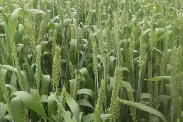 图片[3]-华伟306小麦品种特性、适宜播期(华伟306小麦品种的特性，适宜播期10月上中旬)？-会东网