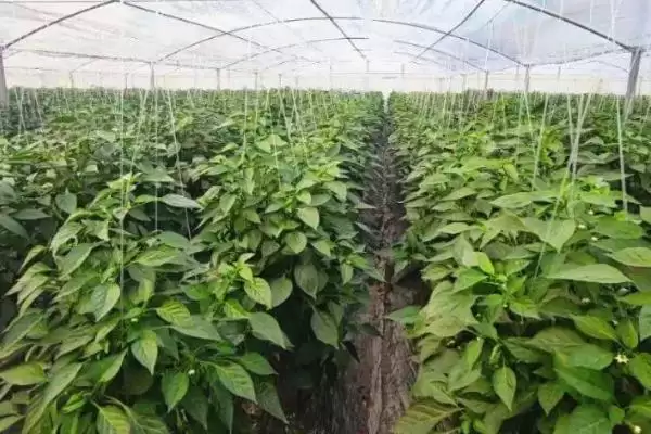 图片[7]-冬季封冻前铺防寒草提高棚室地温效果好(冬季铺防寒草提高地温有何优势)？-会东网