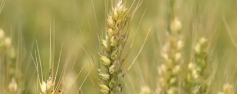 天宁38号小麦品种生育期情况(天宁38号全生育期192-216天)?-会东网