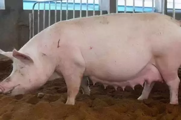 图片[3]-母猪催奶方法介绍(母猪可用黄瓜、韭菜等食物催奶)？-会东网