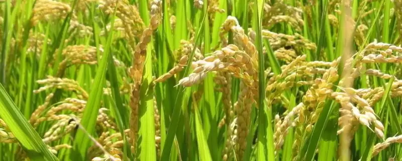 花优7991水稻种基部叶叶鞘绿色详情(花优7991水稻种基部叶叶鞘绿色详情)?-会东网