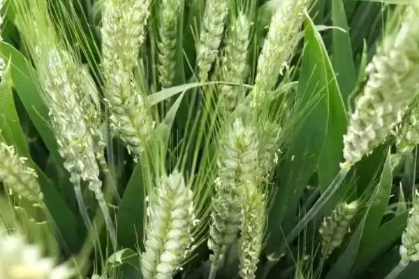 图片[4]-陇育6号小麦品种生育期情况(陇育6号生育期267-271天)？-会东网