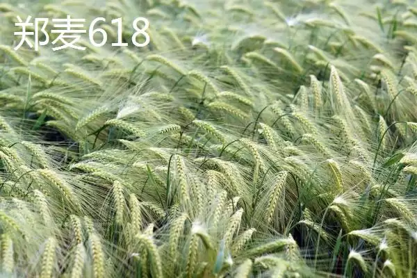 图片[4]-东北小麦的主产区相关地区(东北小麦的主产区在哪，包含黑龙江、吉林、辽宁等地区)？-会东网