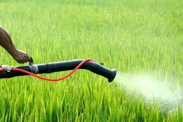 图片[4]-水稻灰飞虱防治方法介绍(水稻灰飞虱于虫卵孵化前清除杂草防虫害)？-会东网