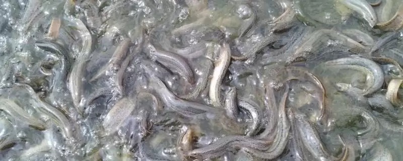泥鳅食物介绍(人工养殖泥鳅可投喂米糠等食物)？-会东网
