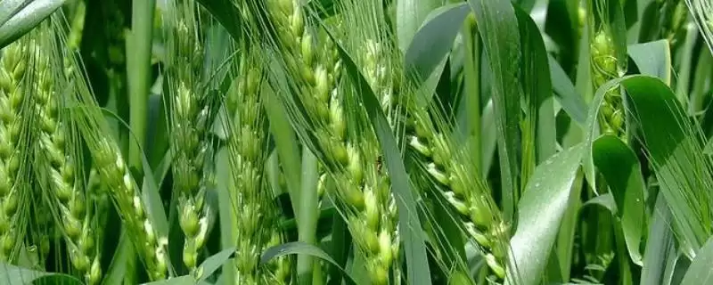 兰天27号小麦种子情况、抗病能力(兰天27号小麦种子介绍,中抗白粉病)?-会东网