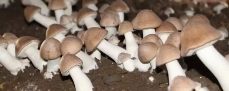识别食用菌杂菌方法介绍(从颜色、气味等区分食用菌杂菌)?-会东网