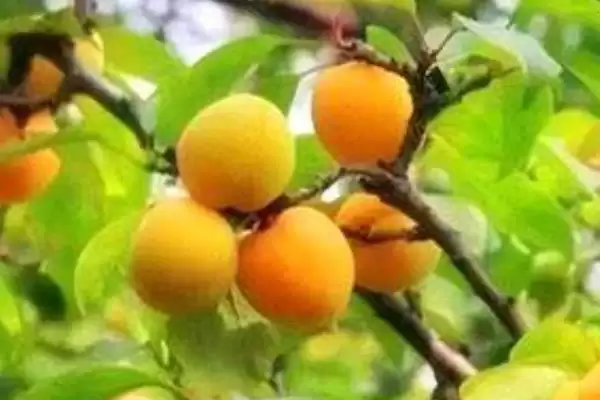图片[2]-梅子黄时季节介绍(梅子黄时季节因地理位置不同而不同)？-会东网
