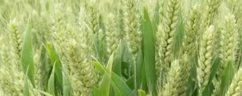 紫麦19小麦品种特性与全生育期时长(紫麦19小麦品种特性及全生育期)?-会东网