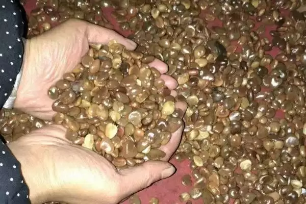 图片[4]-黑老虎种子主要有紫红1号与虎绿1号品种详情(黑老虎种子紫红1号与虎绿1号品种详情)？-会东网
