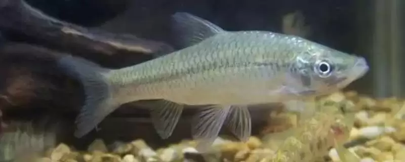麦穗鱼食物介绍(麦穗鱼通常更喜欢吃活饵)？-会东网