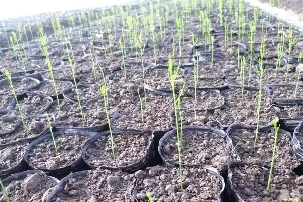 图片[4]-芦笋苗期管理要点(芦笋苗期定植后补苗、中耕除草等)？-会东网